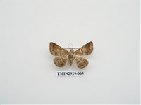 藏品(夜蛾259)的圖片